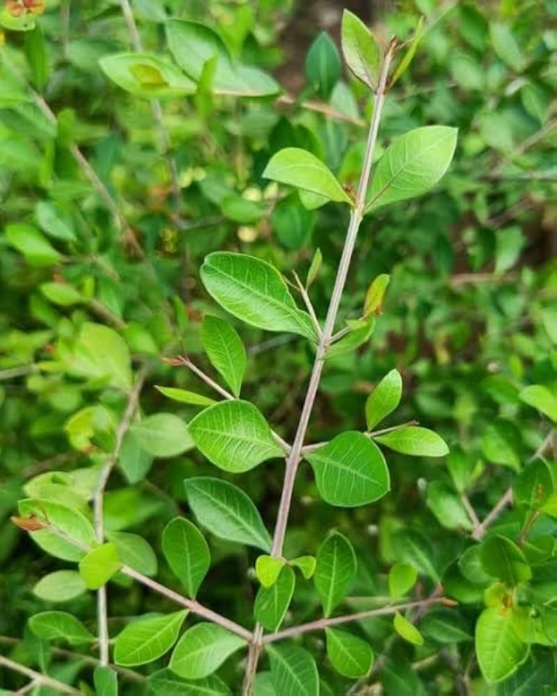 Fresh Mehandi Leaves 100g (Pre-Order 1Week)