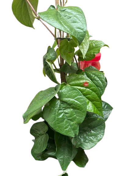 Beettles Plant
