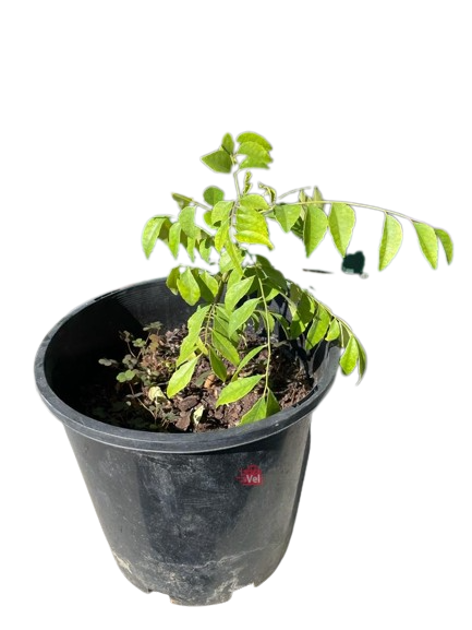 Curry Plant Medium