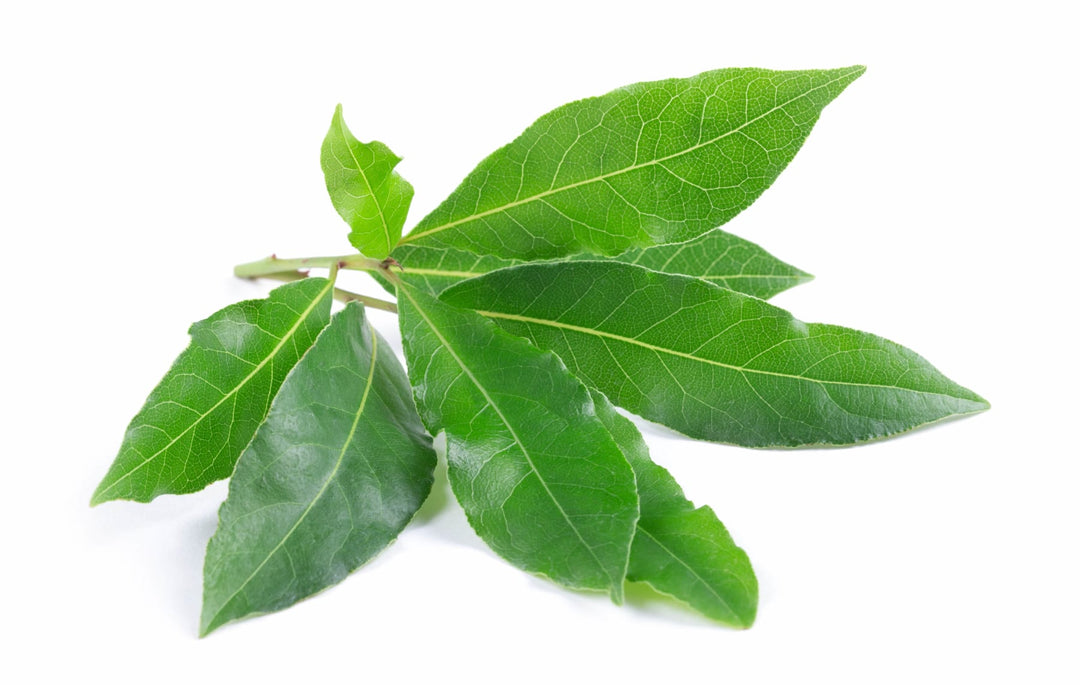 Bay Leaf Punnet Fresh