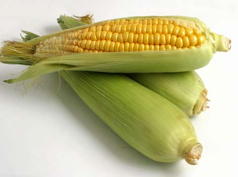 Corn Each Fresh