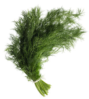 Dill Bunch Fresh