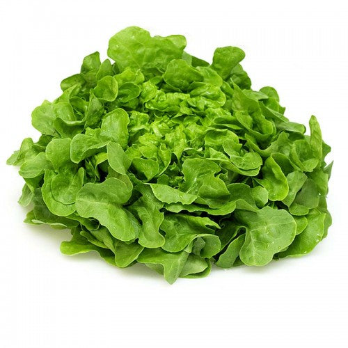 LETTUCE - GREEN OAK Each Fresh