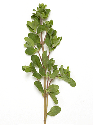 Marjoram Bunch Fresh