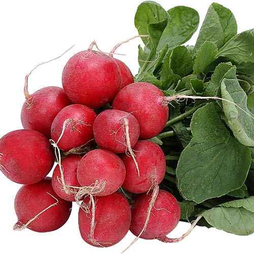 Radish Bunch Fresh