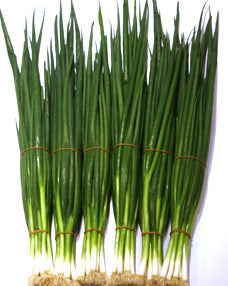 Spring_Onion