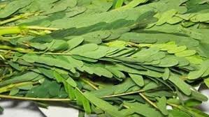 Agathi Leaves