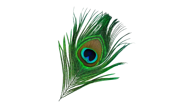 Peacock Feather Small