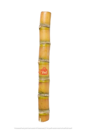 Sugar Cane fresh (Pre-Order)