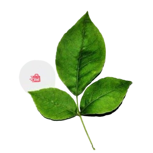 Vilvam_leaves