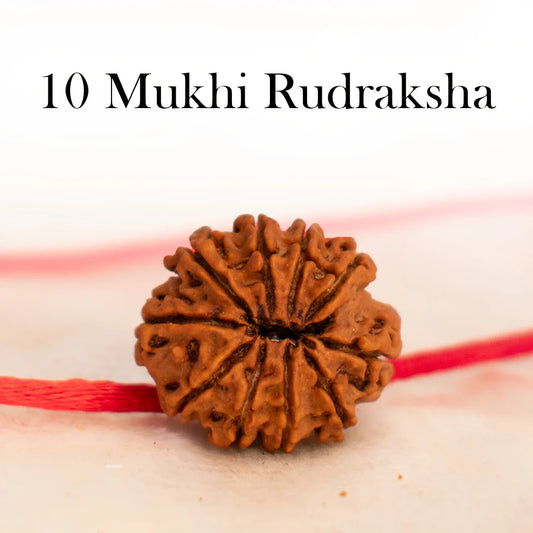 10 Mukhi Rudraksha