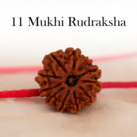 11 Mukhi Rudraksha