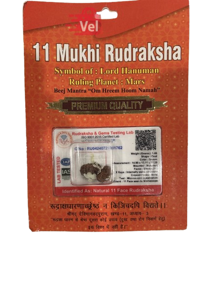 11 Mukhi Rudraksha