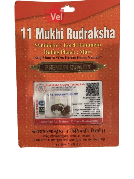 11 Mukhi Rudraksha