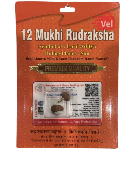 12 Mukhi Rudraksha