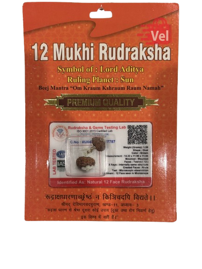 12 Mukhi Rudraksha