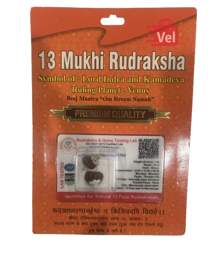 13 Mukhi Rudraksha