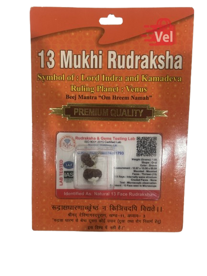 13 Mukhi Rudraksha