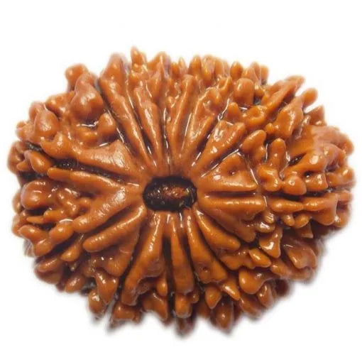 14 Mukhi Rudraksha