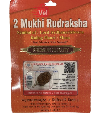 2 Mukhi Rudraksha