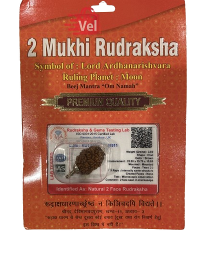 2 Mukhi Rudraksha