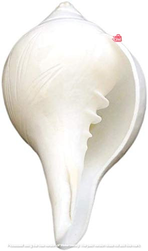 Shank Small