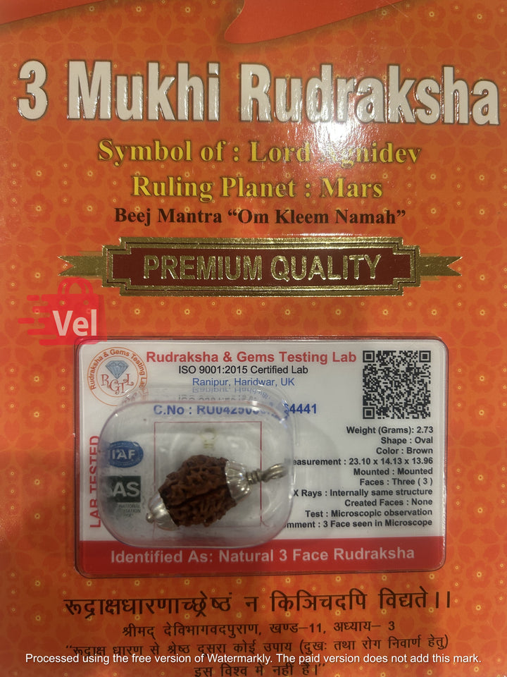 3 Mukhi Rudraksha 1 Pc