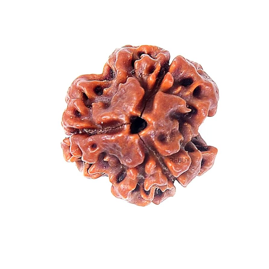 3 Mukhi Rudraksha 1 Pc