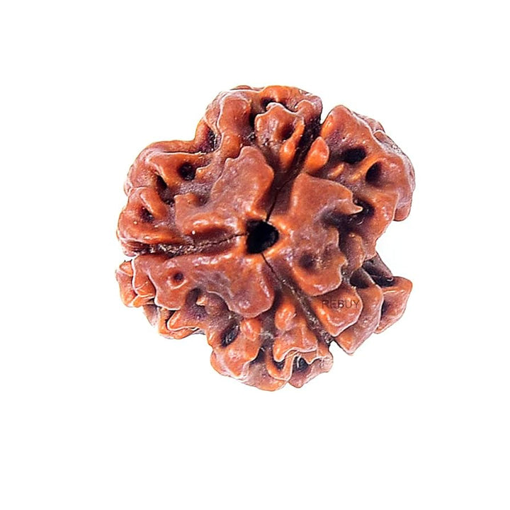 3 Mukhi Rudraksha 1 Pc