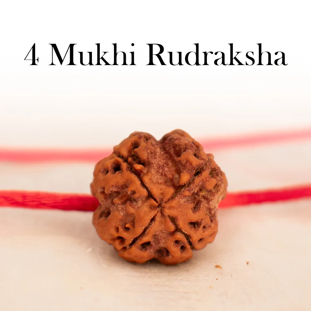 4 Mukhi Rudraksha