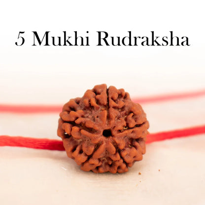 5 Mukhi Rudraksha
