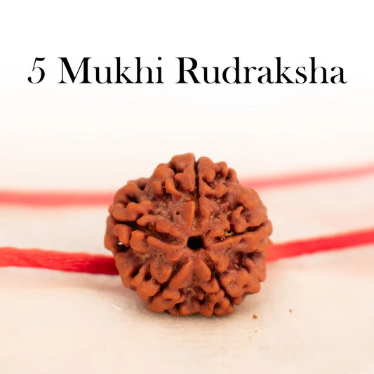 5 Mukhi Rudraksha