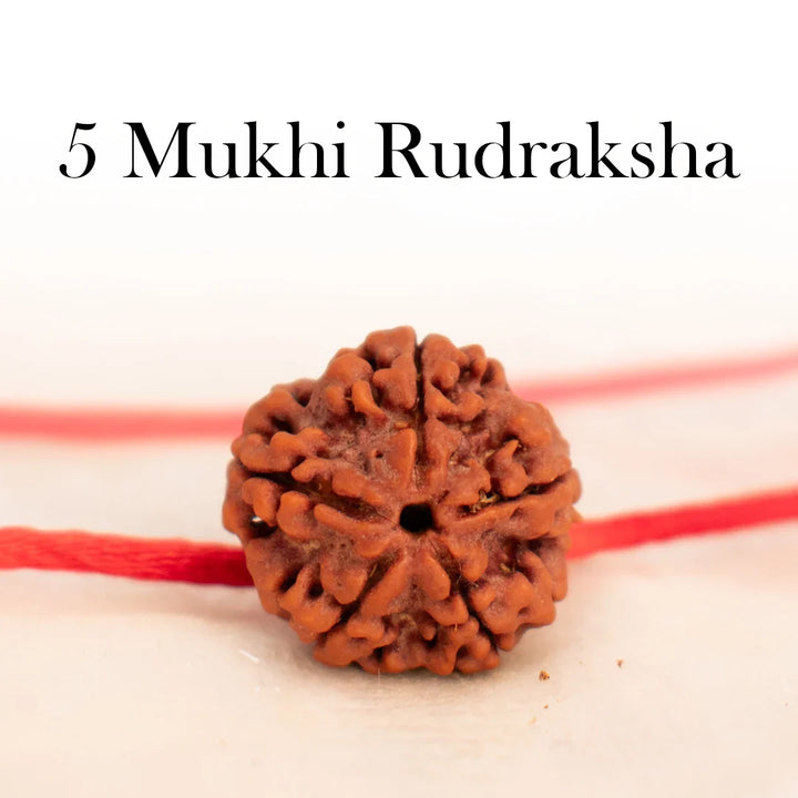 5 Mukhi Rudraksha