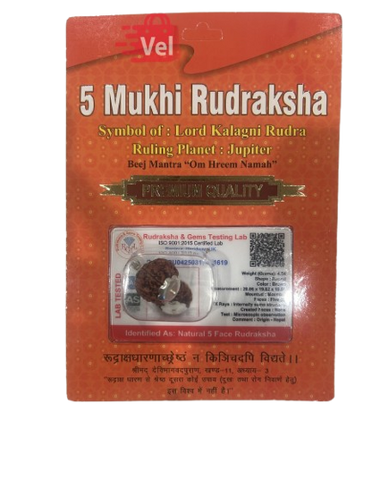 5 Mukhi Rudraksha