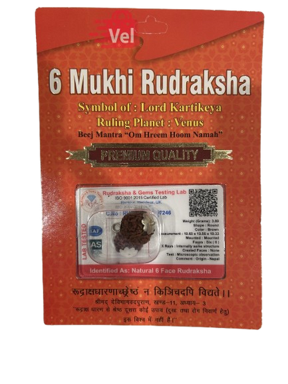 6 Mukhi Rudraksha