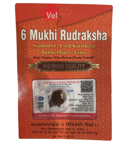 6 Mukhi Rudraksha