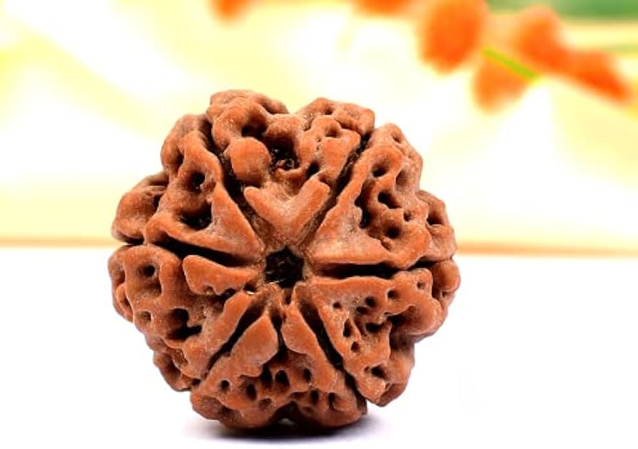 6 Mukhi Rudraksha