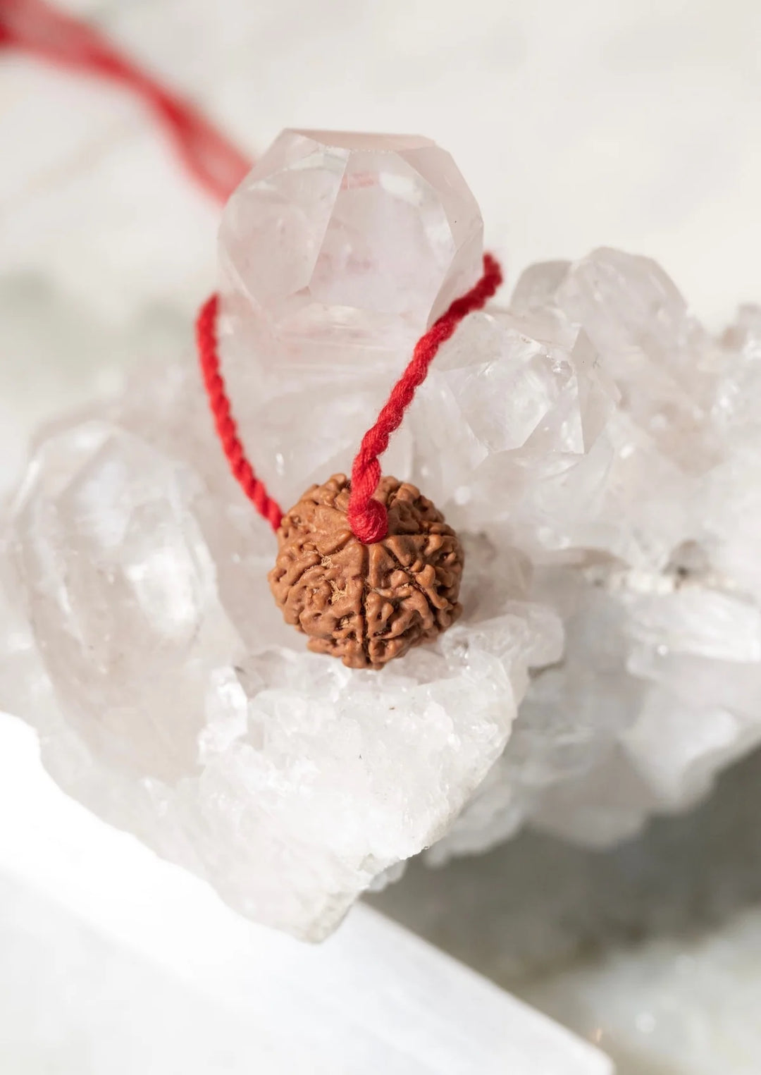 6 Mukhi Rudraksha