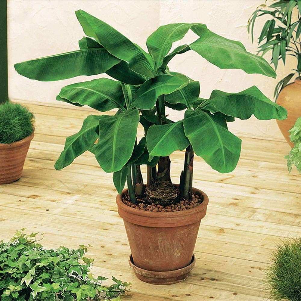 Banana Plant