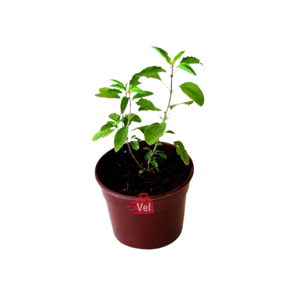 Thulasi Plant Small