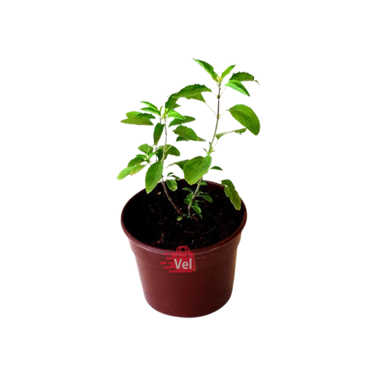 Thulasi Plant Small