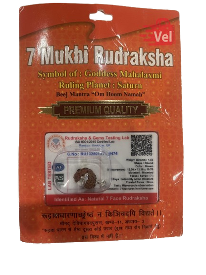 7 Mukhi Rudraksha
