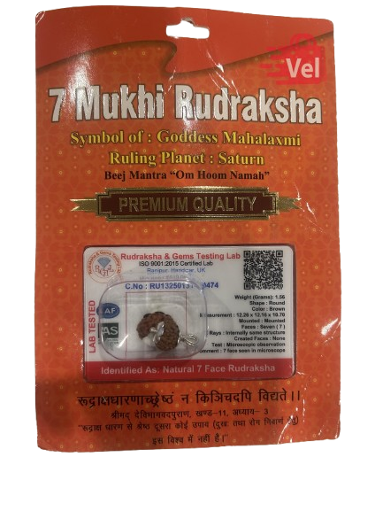 7 Mukhi Rudraksha