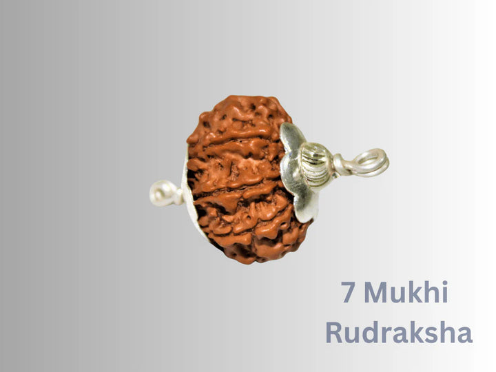 7 Mukhi Rudraksha