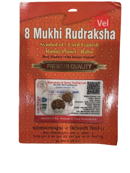 8 Mukhi Rudraksha