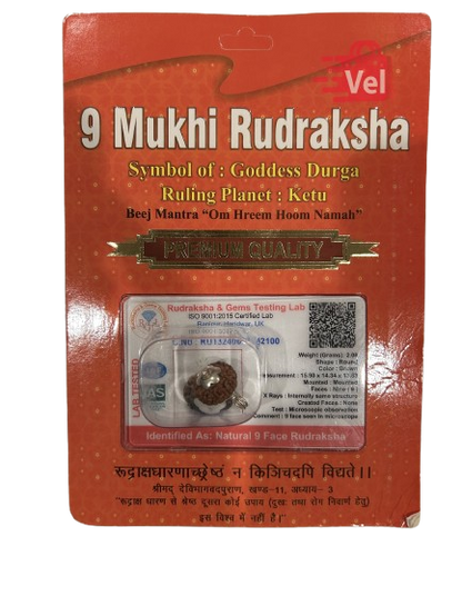 9 Mukhi Rudraksha