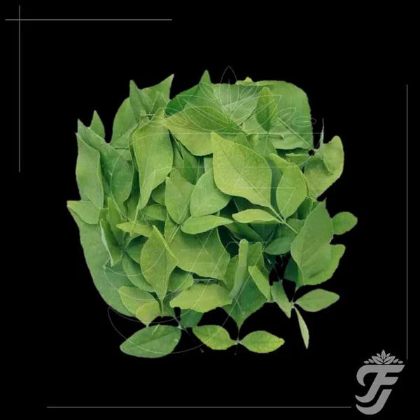 Vilvam Patra / Vilvam leaves / Bale leaves / Bilvam Patra  Start Pre Order Only 11pcs - PICKUP COLLECTION ON 13TH or 14TH OF FEB ONLY. DELIVERY NOT APPLICABLE