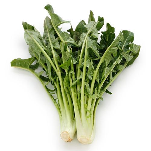 CHICORY Bunch fresh