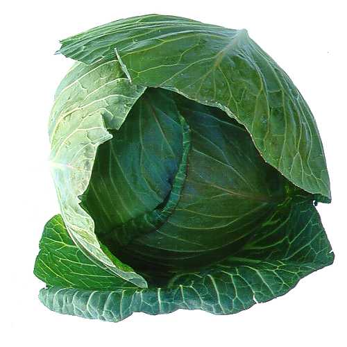 Cabbage Drum (half) Fresh