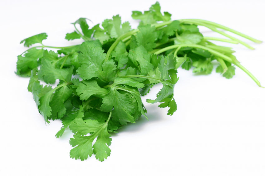 Coriander